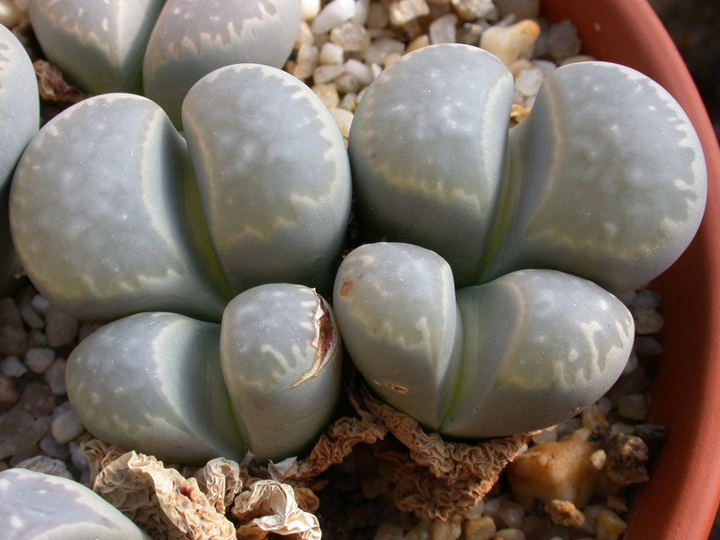 lithops meyeri 03