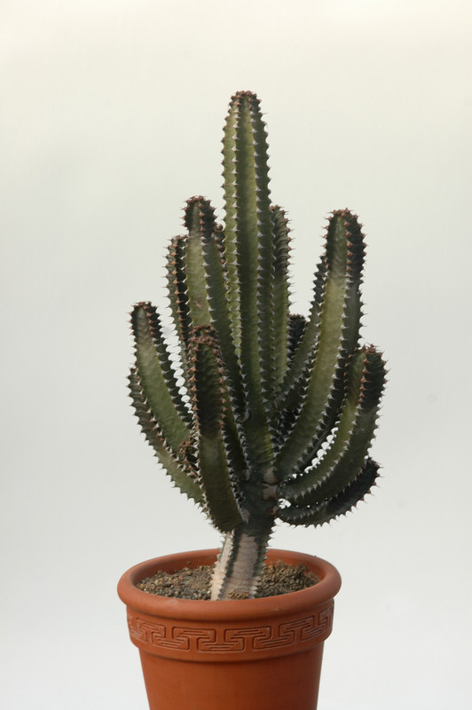 euphorbia canariensis 8374
