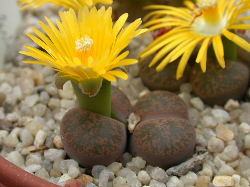 lithops lesliei lesliei warrenton2