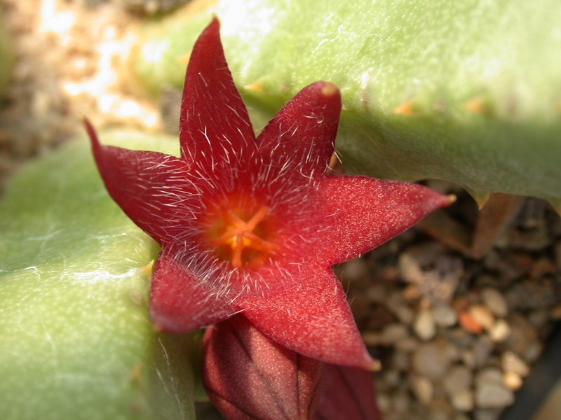 stapeliopsis saxatilis pvb1089 03