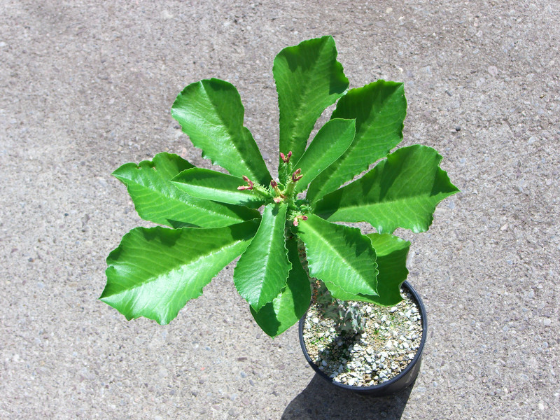 monadenium spectabile 1386