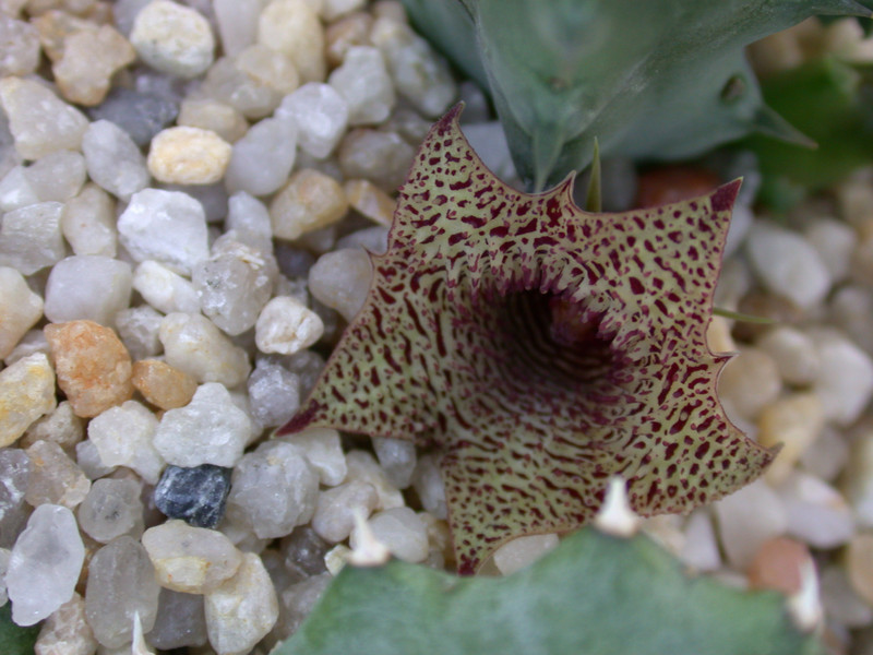 huernia loesneriana01