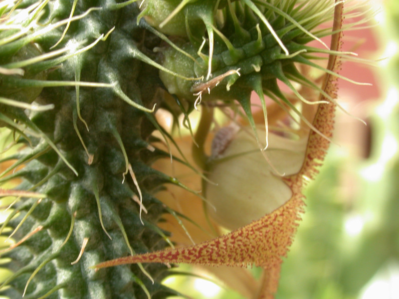 huernia pillansii 06