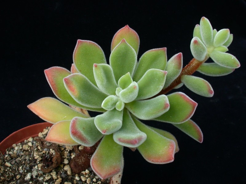 echeveria pulvinata 02