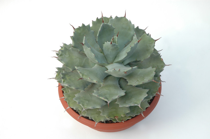 agave potatorum 8385