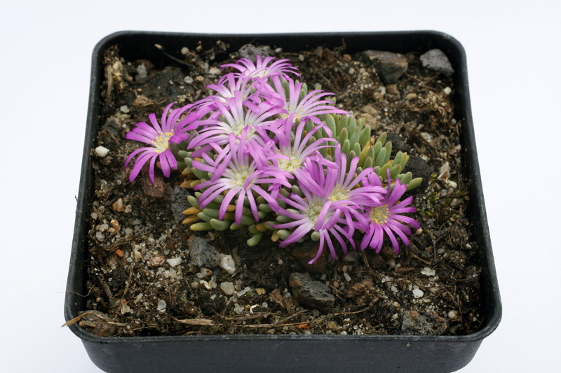 delosperma sphalmantoides 8820