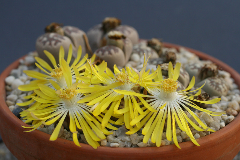 lithops dorotheae 203 0211