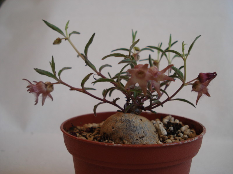 brachystelma meyerianum 148