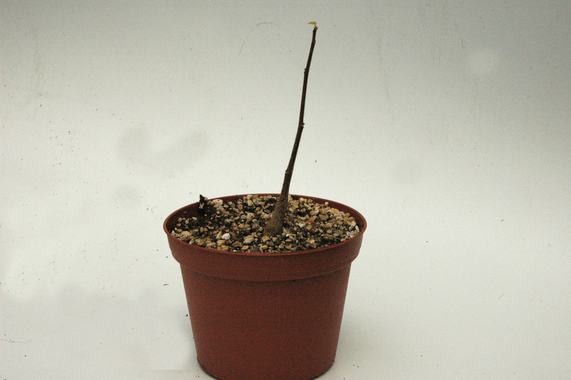 sterculia africana 01