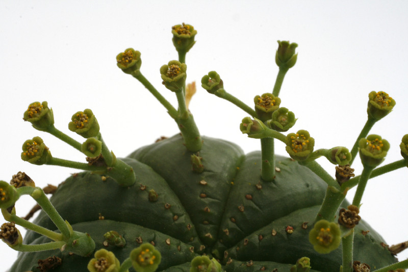 euphorbia meloforms 9789