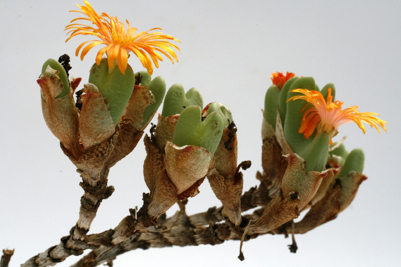 conophytum frutescens 0350