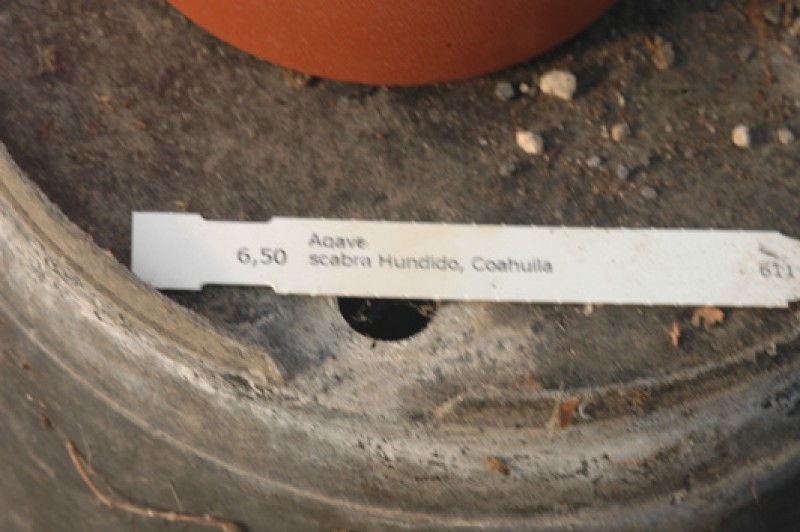 agave scabra hundida coahuila 8421