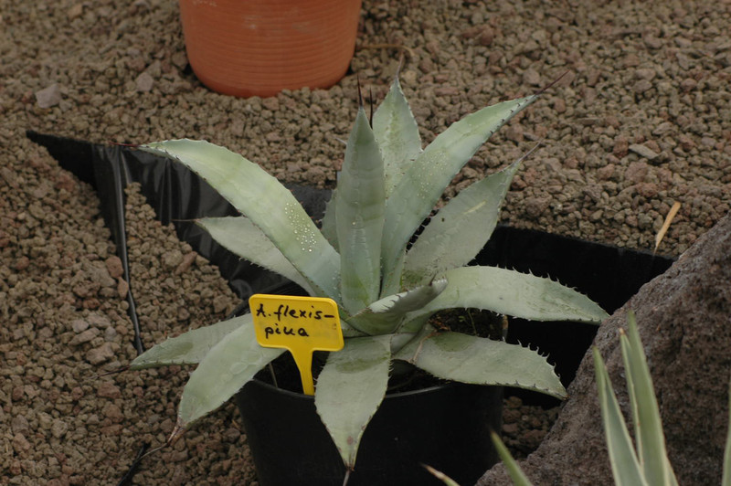 agave flexispina 02