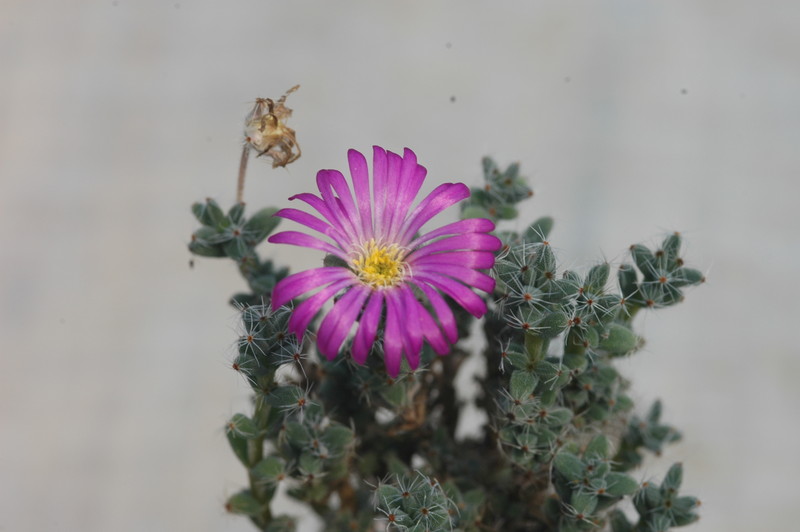 delosperma minima 1710