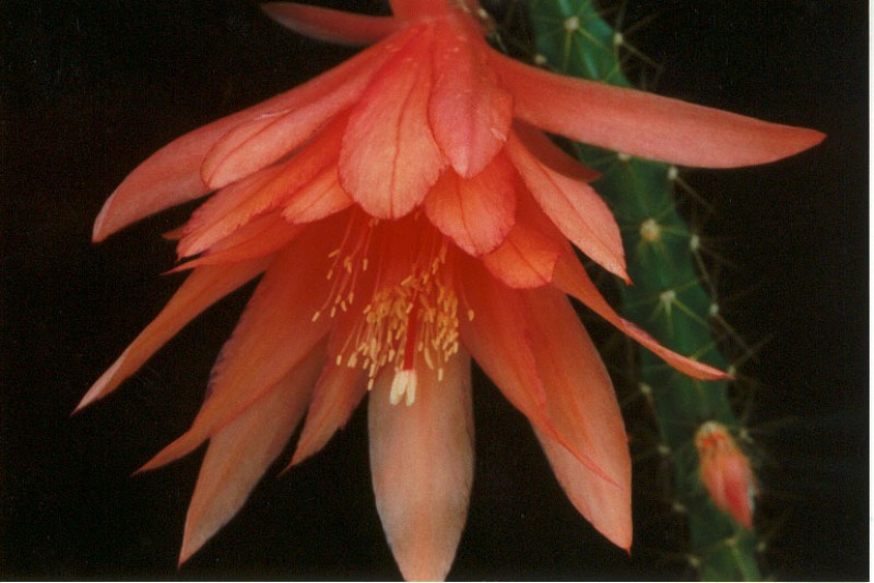 aporocactus lydia harrington