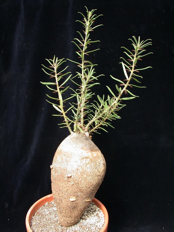 pachypodium succulentum 05