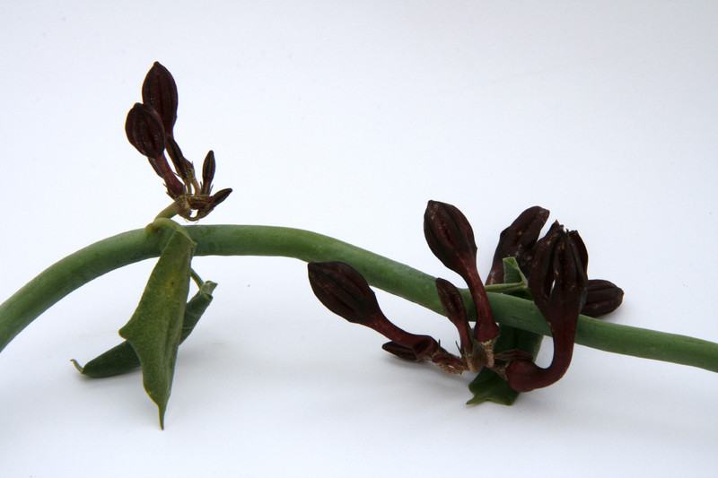 ceropegia rupicola mangelsdorff 1519