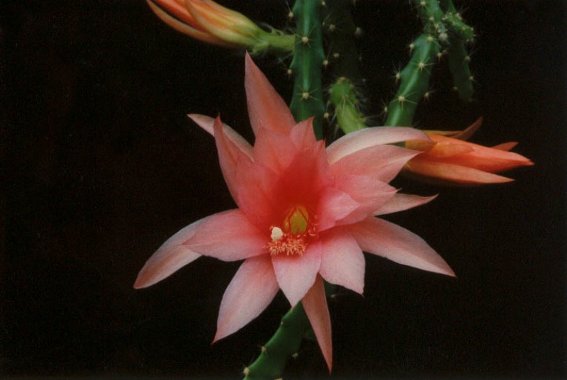 aporocactus pink charme