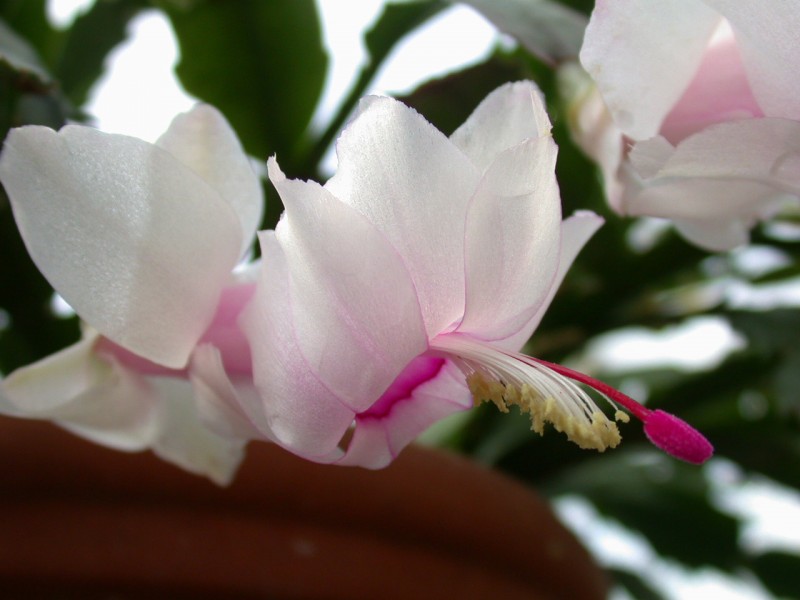 schlumbergera thor britta05