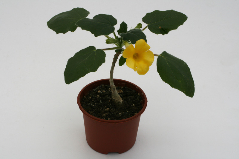 uncarina roeoesliana 2243