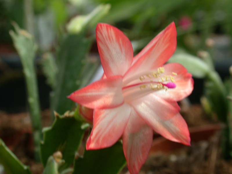schlumbergera pasadena 09