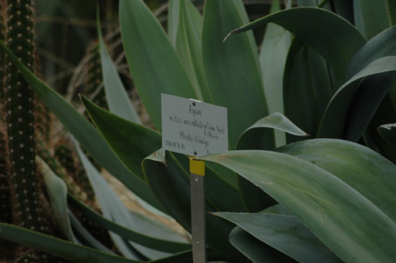 agave mitis albidor 02