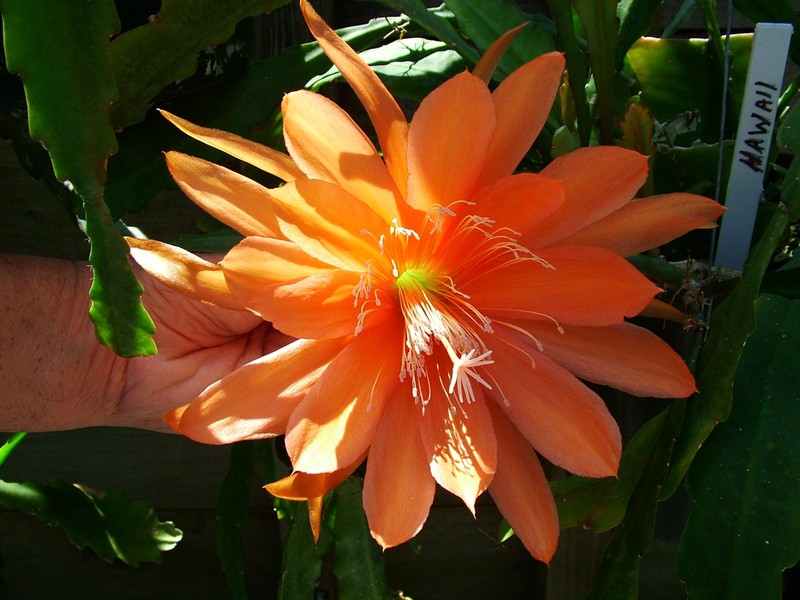 eh hawaii