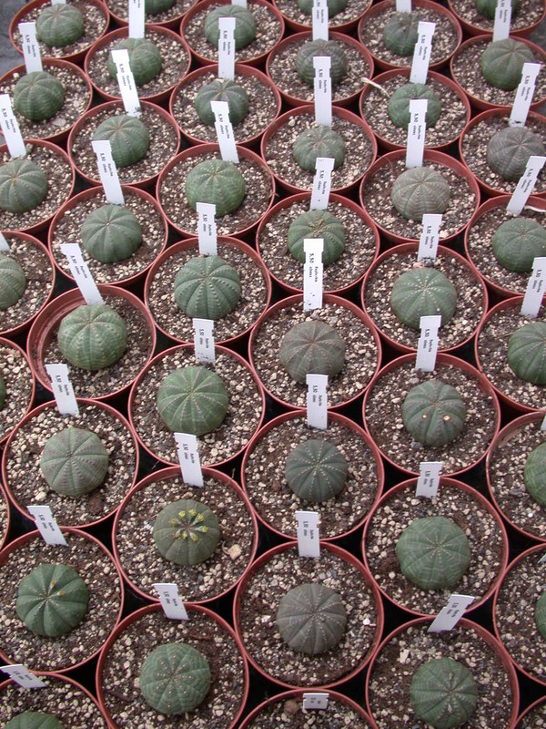 euphorbia obesa 1566