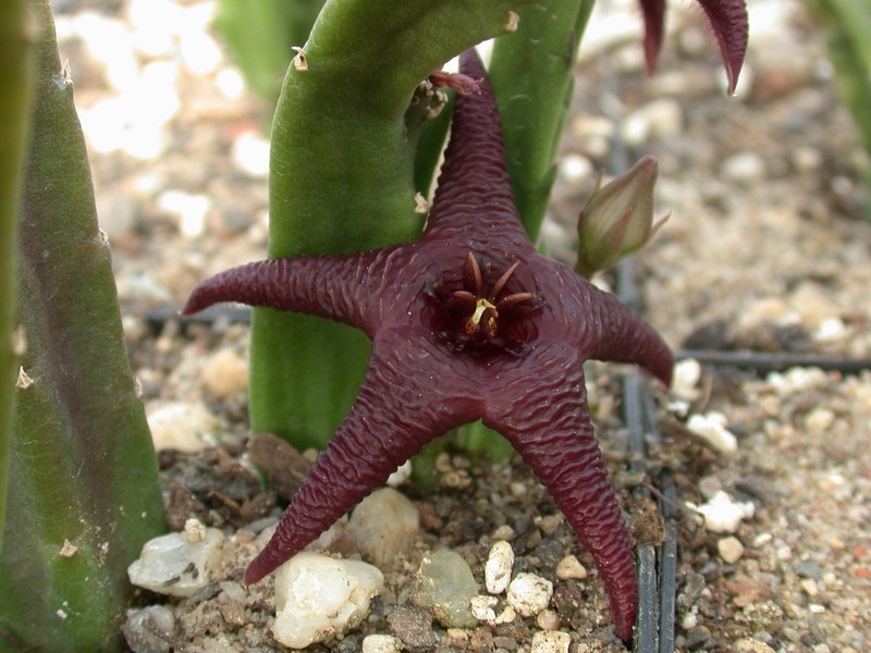 stapelia baylissii oudekraal 04