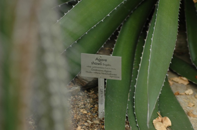 agave shawii 03