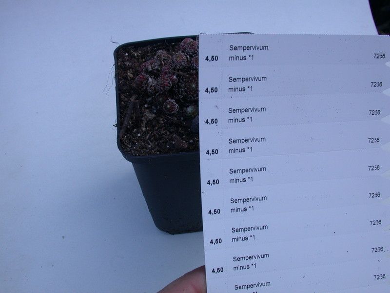 sempervivum minus 5751