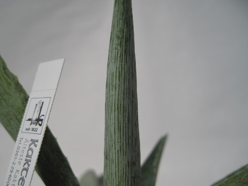 manfreda variegata 2236