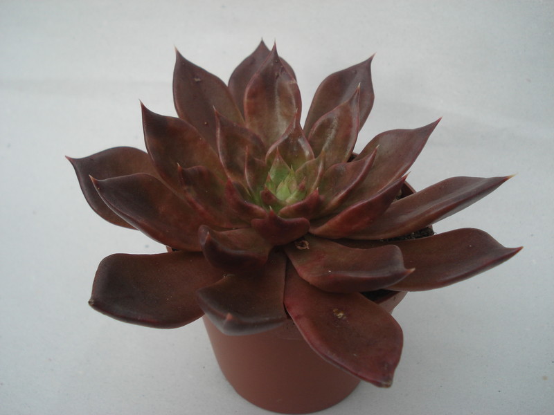 echeveria affinis schwarzer prinz 8289