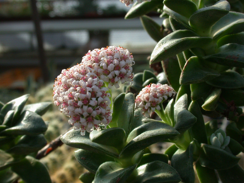 crassula aff morgans 1