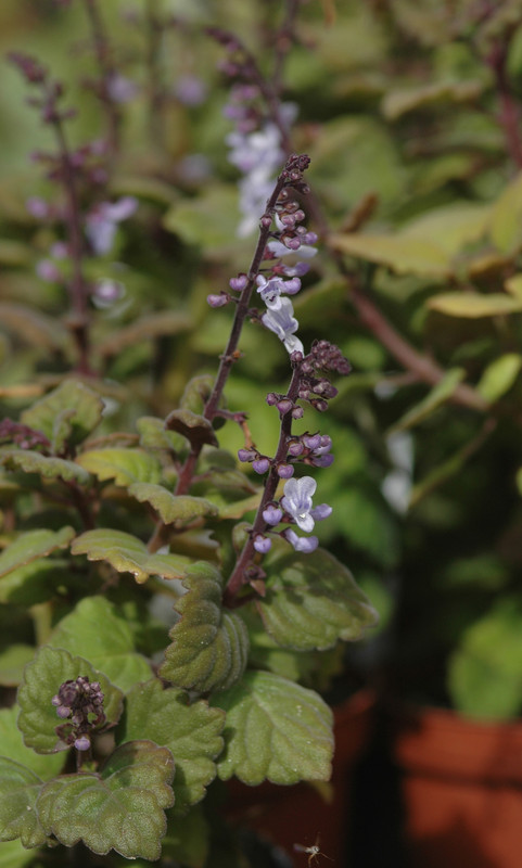 plectranthus ernestii 02