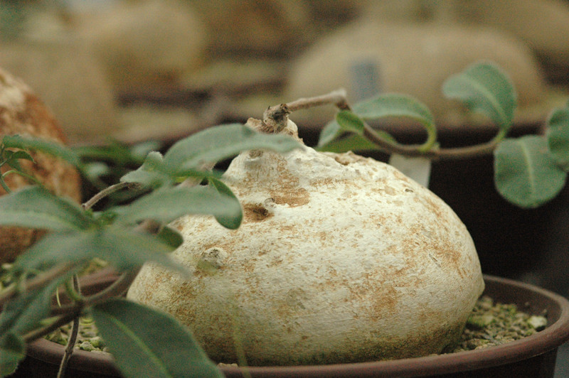 raphionacme zeyherii 03