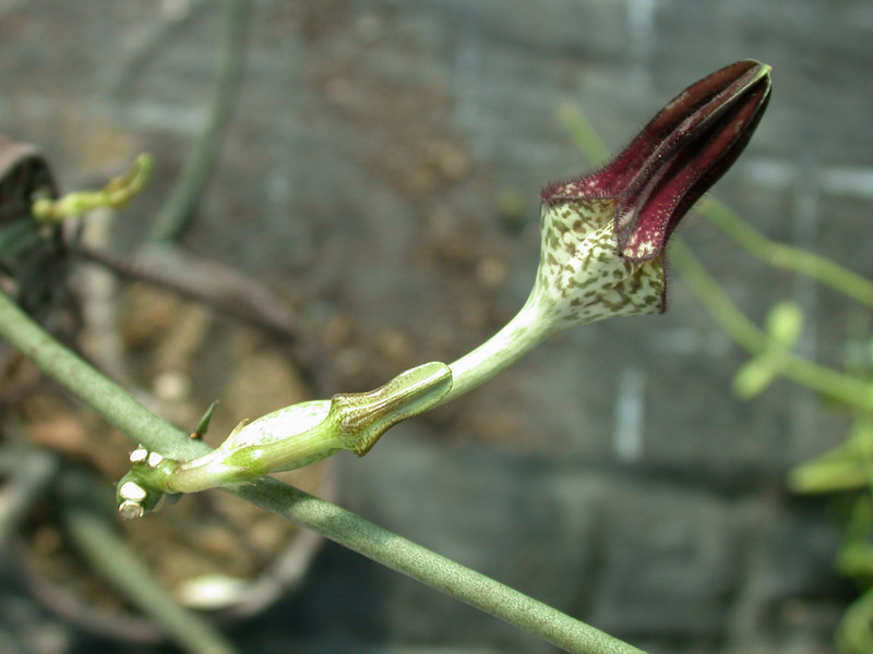 ceropegia juncea 01