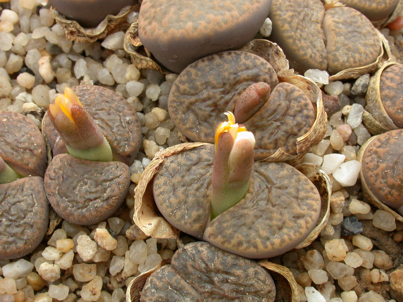 lithops bromfieldii glaudinae 02