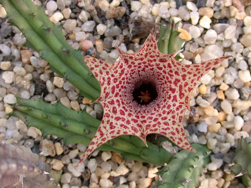 huernia hystrix4