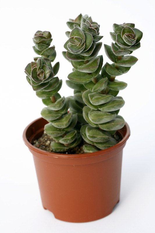 crassula green pagoda 7209