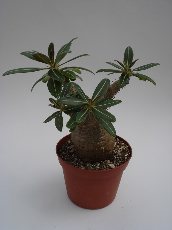 pachypodium rosulatum 751