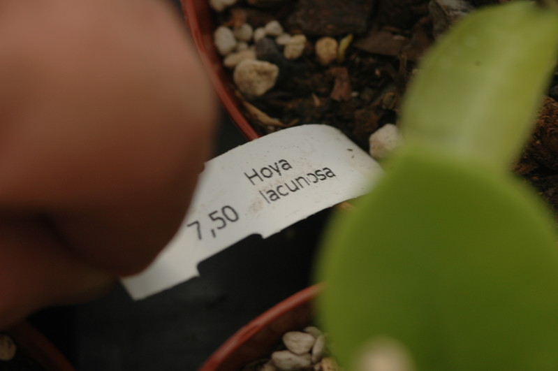 hoya lacunosa 1148
