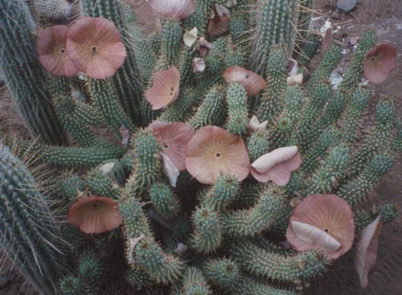 hoodia gordonii wild bernhard