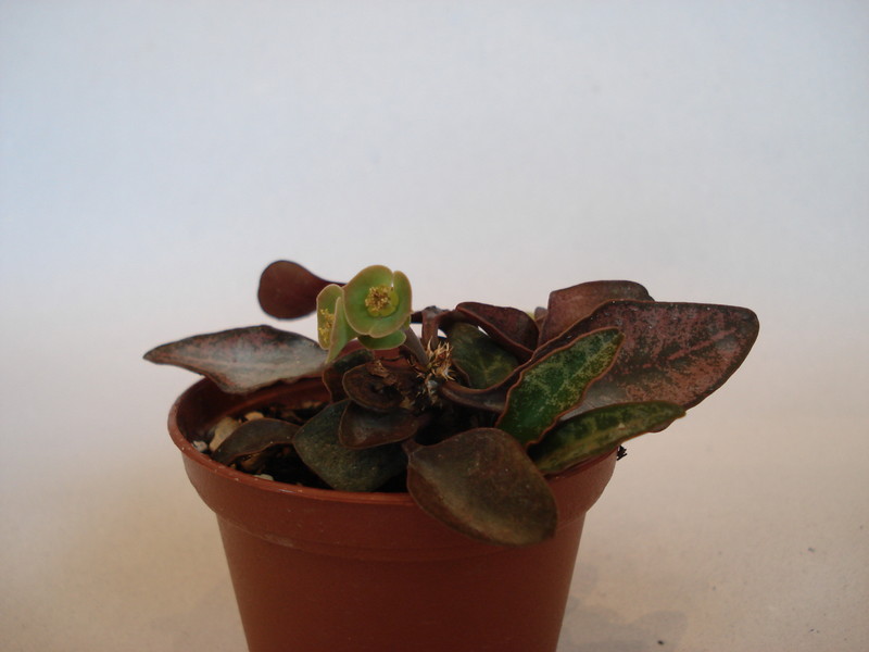 euphorbia francoisii 68