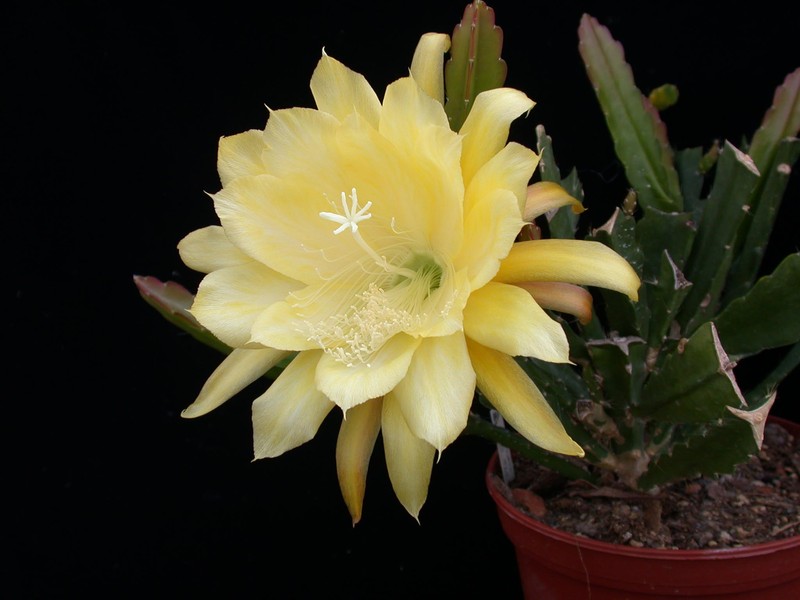 eh yellow gem 9910 01