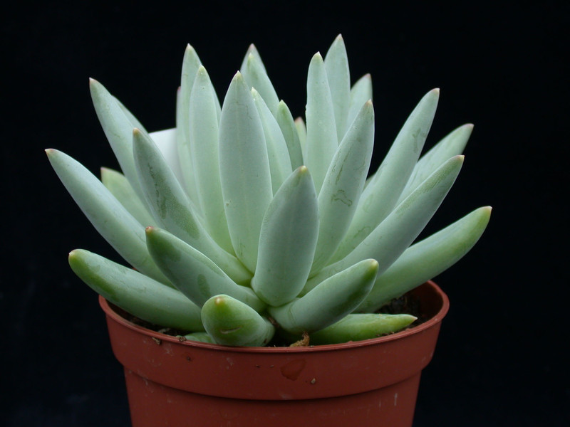 echeveria hookeri 01