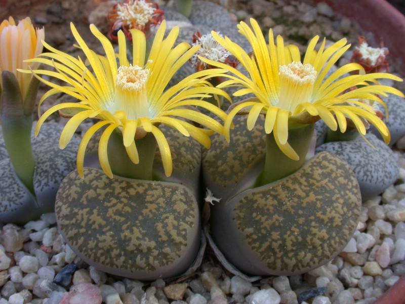 lithops lesliei venteri 01