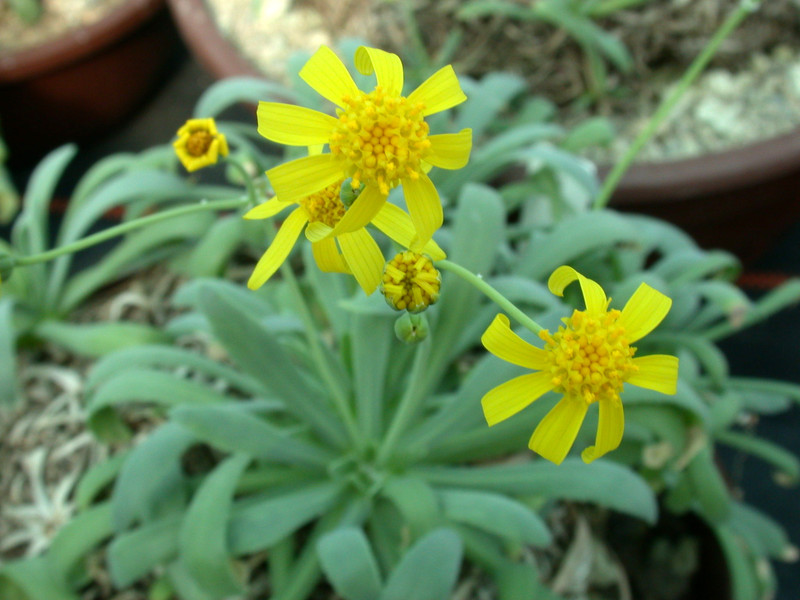 othonna retrorsa es0559 01