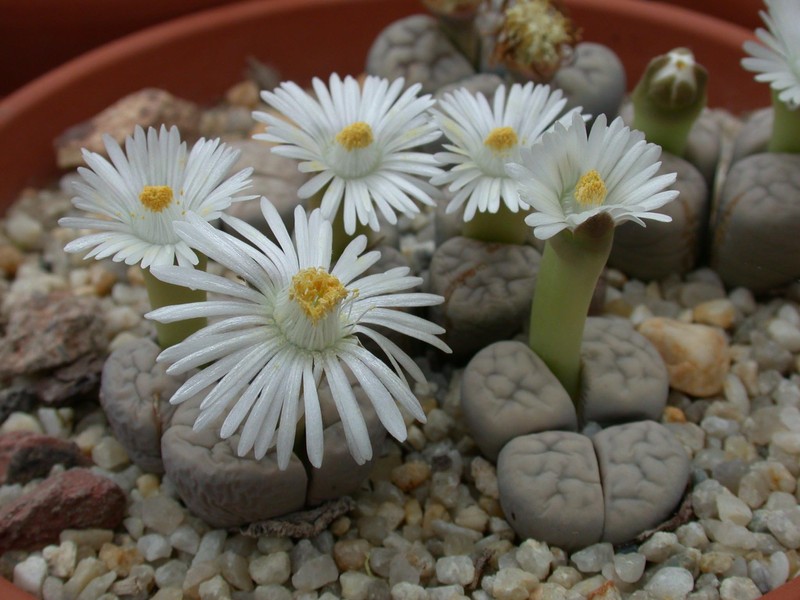 lithops karasmontana eberlanzii 01