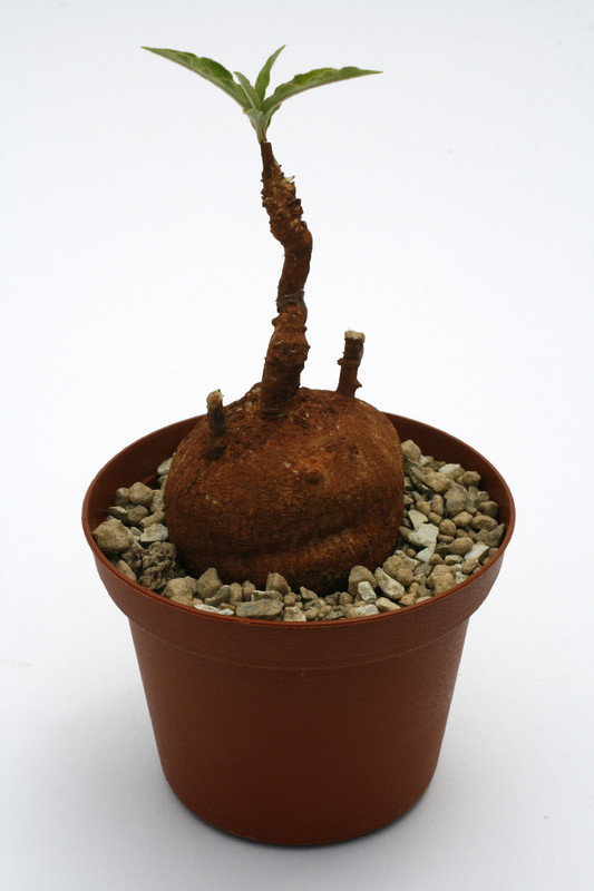 raphionacme globosa 5cm 9422